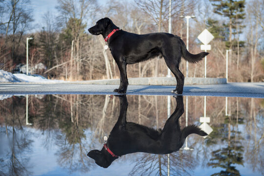Black Labrador with reflection