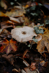 Balade dans la nature, entre les arbres, les champignons, les fleurs.