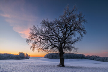 Bold oak quercus robur on snowy field at sunrise with colorful sky in winter, Schleswig-Holstein, Germany