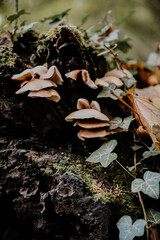 Balade dans la nature, entre les arbres, les champignons, les fleurs.