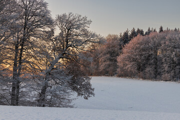 Obraz na płótnie Canvas Winter landscape with trees, Schleswig-Holstein, Germany