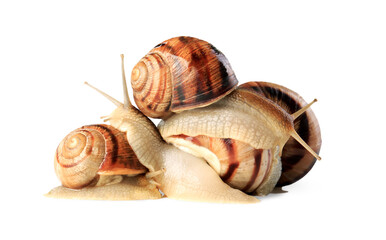 Natural small garden snail with a shell