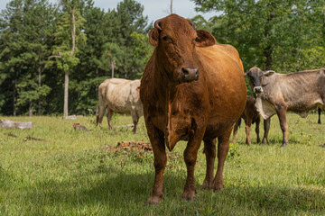 Naklejka na ściany i meble small producer of the field, harvesting corn, caring and feeding the bovine animals of the field.