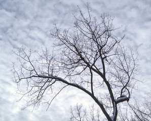 Lonely tree without leaf during a cold cloudy winter day.