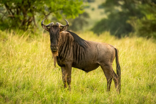 Blue wildebeest (Connochaetes taurinus) stands watching camera in grass, Cottar's 1920s Safari Camp, Maasai Mara National Reserve; Kenya