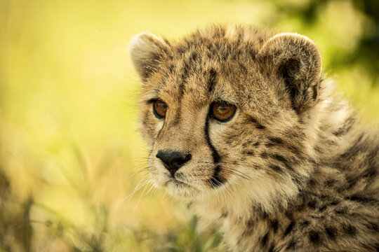 Close-up of cheetah cub (Acinonyx jubatus) sitting staring left, Cottar's 1920s Safari Camp, Maasai Mara National Reserve; Kenya