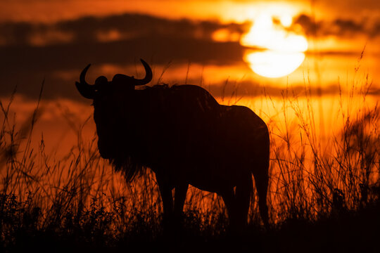 Silhouette of blue wildebeest (Connochaetes taurinus) against sunset sky, Cottar's 1920s Safari Camp, Maasai Mara National Reserve; Kenya