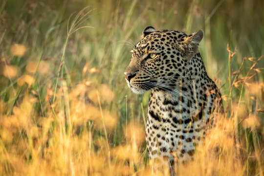 Fototapeta Close-up of leopard (Panthera pardus) sitting in long grass, Grumeti Serengeti Tented Camp, Serengeti National Park  Tanzania