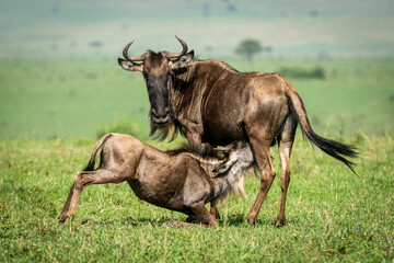 Blue wildebeest (Connochaetes taurinus) nurses calf on sunny savannah, Cottar's 1920s Safari Camp, Maasai Mara National Reserve; Kenya