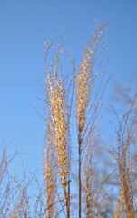 Fototapeta premium Close-up of grass (Miscanthus sinensis) in the wind on a winter sunny day.