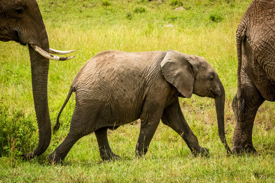 Baby elephant (Loxodonta africana) walks between adults in grass, Cottar's 1920s Safari Camp, Maasai Mara National Reserve; Kenya