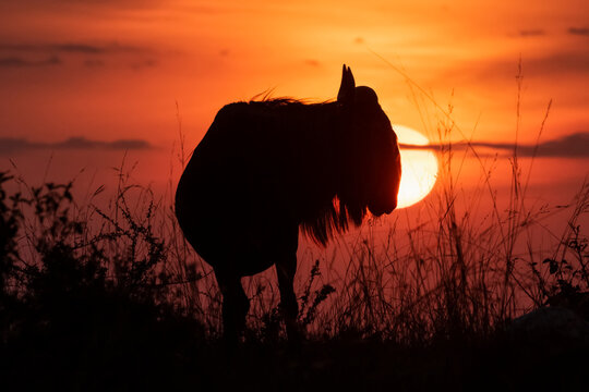 Silhouette of blue wildebeest (Connochaetes taurinus) against setting sun, Cottar's 1920s Safari Camp, Maasai Mara National Reserve; Kenya
