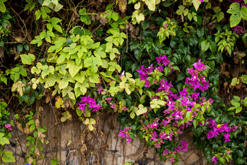 Fototapeta na wymiar Ivy and Santa Rita plant outdoors