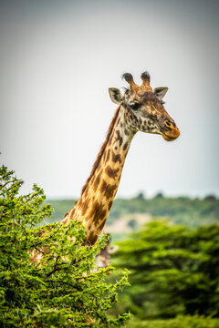 Masai giraffe (Giraffa camelopardalis tippelskirchii) pokes head above leafy bush, Cottar's 1920s Safari Camp, Maasai Mara National Reserve; Kenya