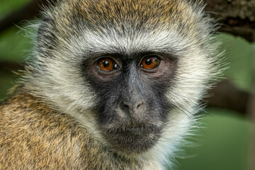 Close-up of vervet monkey face (Chlorocebus pygerythrus) watching camera, Klein's Camp, Serengeti National Park; Tanzania