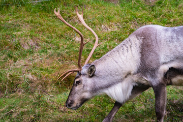 Naklejka na ściany i meble Reindeers in Iceland