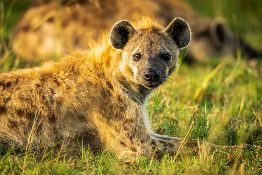 Close-up of spotted hyena (Crocuta crocuta) lying eyeing camera, Cottar's 1920s Safari Camp, Maasai Mara National Reserve; Kenya