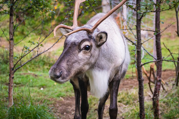 Naklejka na ściany i meble Reindeers in Iceland