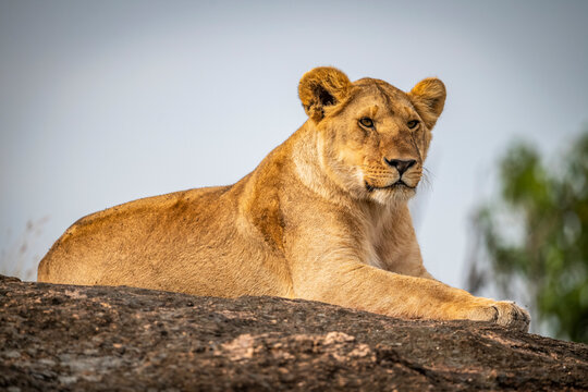 Lioness (Panthera leo) lies staring on rock on horizon, Cottar's 1920s Safari Camp, Maasai Mara National Reserve; Kenya