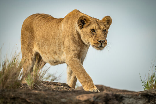 Lioness (Panthera leo) walks on rock against blue sky, Cottar's 1920s Safari Camp, Maasai Mara National Reserve; Kenya