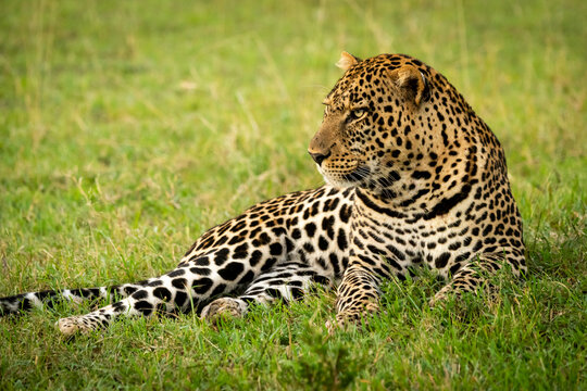 Male leopard (Panthera pardus) lies in grass gazing left, Cottar's 1920s Safari Camp, Maasai Mara National Reserve; Kenya