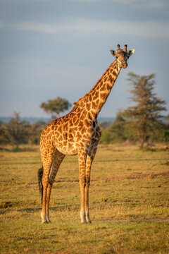 Masai giraffe (Giraffa camelopardalis tippelskirchii) stands staring in golden hour, Cottar's 1920s Safari Camp, Maasai Mara National Reserve; Kenya