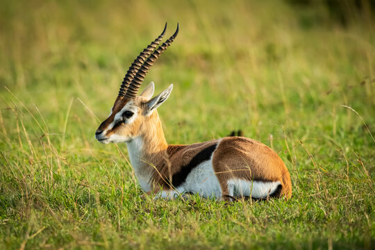 Thomson's gazelle (Eudorcas thomsonii) lies in grass facing left, Klein's Camp, Serengeti National Park; Tanzania