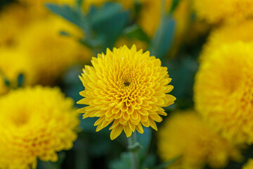 beautiful bushes of yellow chrysanthemum flowers