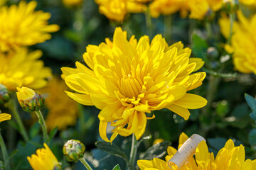 beautiful bushes of yellow chrysanthemum flowers