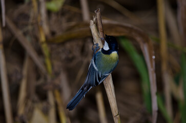 Japanese tit Parus minor. Lake Kawaguchi. Yamanashi Prefecture. Fuji-Hakone-Izu National Park. Honshu. Japan.