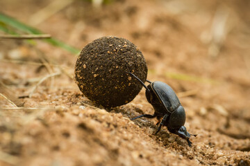 Close-up of dung beetle (Scarabaeidae) pushing ball of feces up slope; Tanzania
