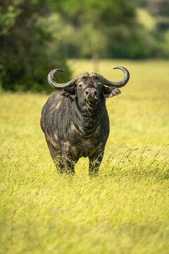 Portrait of cape buffalo (Syncerus caffer) standing in long grass grazing on the savanna looking at the camera; Tanzania