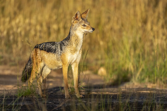 Side view of black-backed jackal (Canis mesomelas) standing in the long grass in the golden sunlight; Tanzania