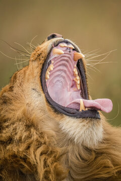 Close-up of male lion (Panthera leo) yawning with wide open mouth; Tanzania