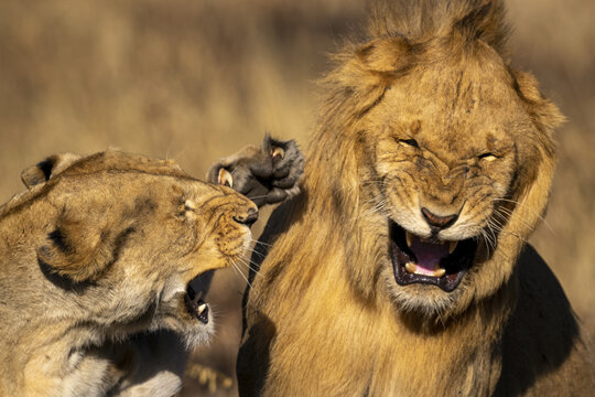 Close-up of angry lioness slapping male lion during fight; Tanzania