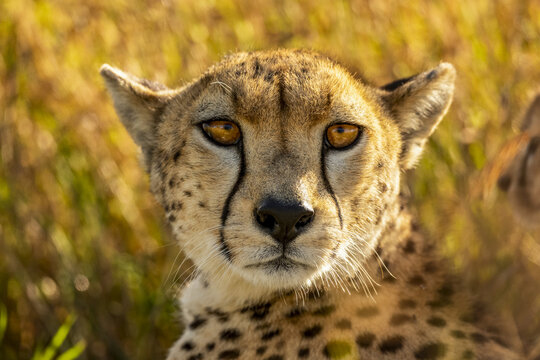 Close-up portrait of cheetah lying in the grass and looking at the camera; Tanzania - Powered by Adobe