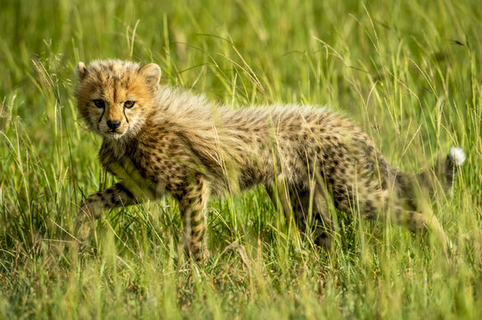 Cheetah cub (Acinonyx jubatus) lifting leg while walking through the grass on the savanna and looking at the camera; Tanzania