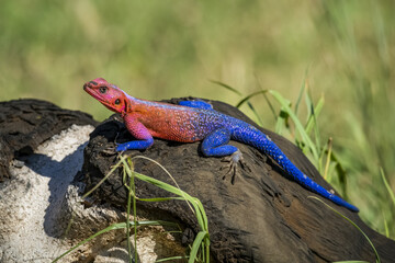 Portrait of a spider-man agama (Agama mwanzae) crawling on buffalo skull while watching camera; Tanzania