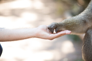 man feeding an ape in the woods