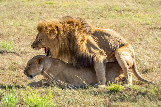 Male lion (Panthera leo) and lioness mating on the savanna; Kenya