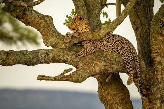 Male leopard (Panthera pardus) lying on tree branch relaxing and looking into the distance; Tanzania