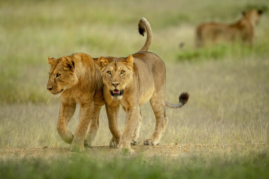 Two lionesses (Panthera leo) walking across the savannah side by side with another lioness in the background; Tanzania