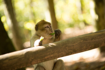 ape eating in the woods