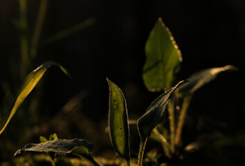 Close up of a plant.