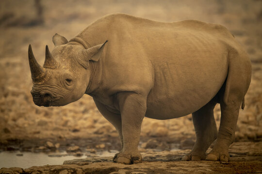 Black rhinoceros (Diceros bicornis) standing beside a waterhole in the haze eyeing camera in the Etosh National Park; Otavi, Oshikoto, Namibia