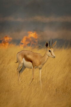 A springbok (Antidorcas marsupialis) cautiously walking through the long grass on the savanna in front of a smoky fire in the background in the Etosha National Park; Otavi, Oshikoto, Namibia