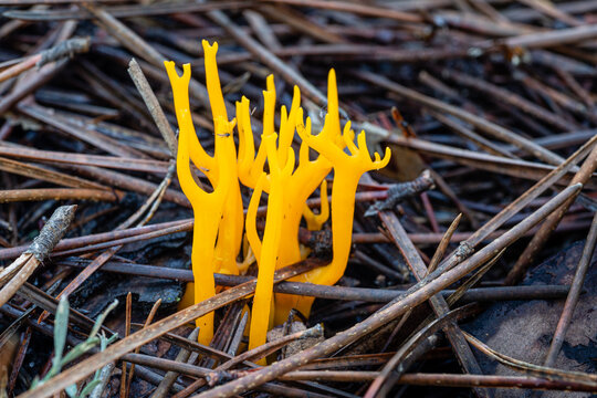 Calocera viscosa. Yellow Staghorn Fungus among the needles in pine forest.