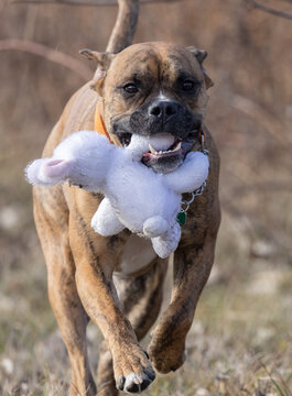 Brown Brindle Boxer Bulldog Running And Playing Carrying A Stuffed White Bunny Rabbit Kids Toy. The Bully Mastiff Pet Dog Is Off Leash And Free Playing On A Trail. The K9 Has A Friendly Expression.