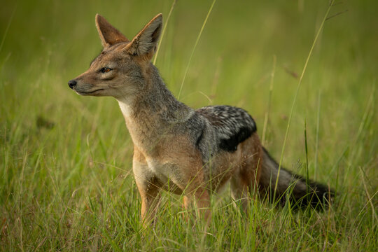 Black-backed jackal (Lupulella mesomelas) stands in grass facing left, Kicheche Bush Camp, Maasai Mara National Reserve; Narok, Masai Mara, Kenya