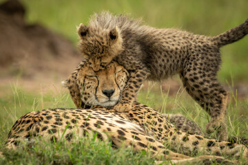 Cheetah (Acinonyx jubatus) lies on grass attacked by cub, Maasai Mara National Reserve; Narok, Masai Mara, Kenya